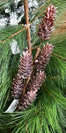 Pine Pick 6 Long Cones