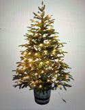 Potted Fir