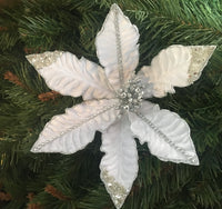 Silver Crown Poinsettia