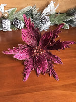 Majestic Burgundy Poinsettia