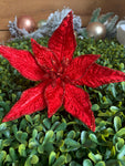 Red Star Poinsettia