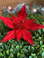 Red Star Poinsettia