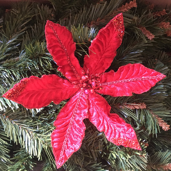 Red Crown Poinsettia