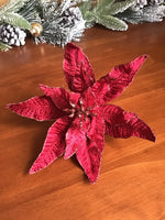 Crown Poinsettia